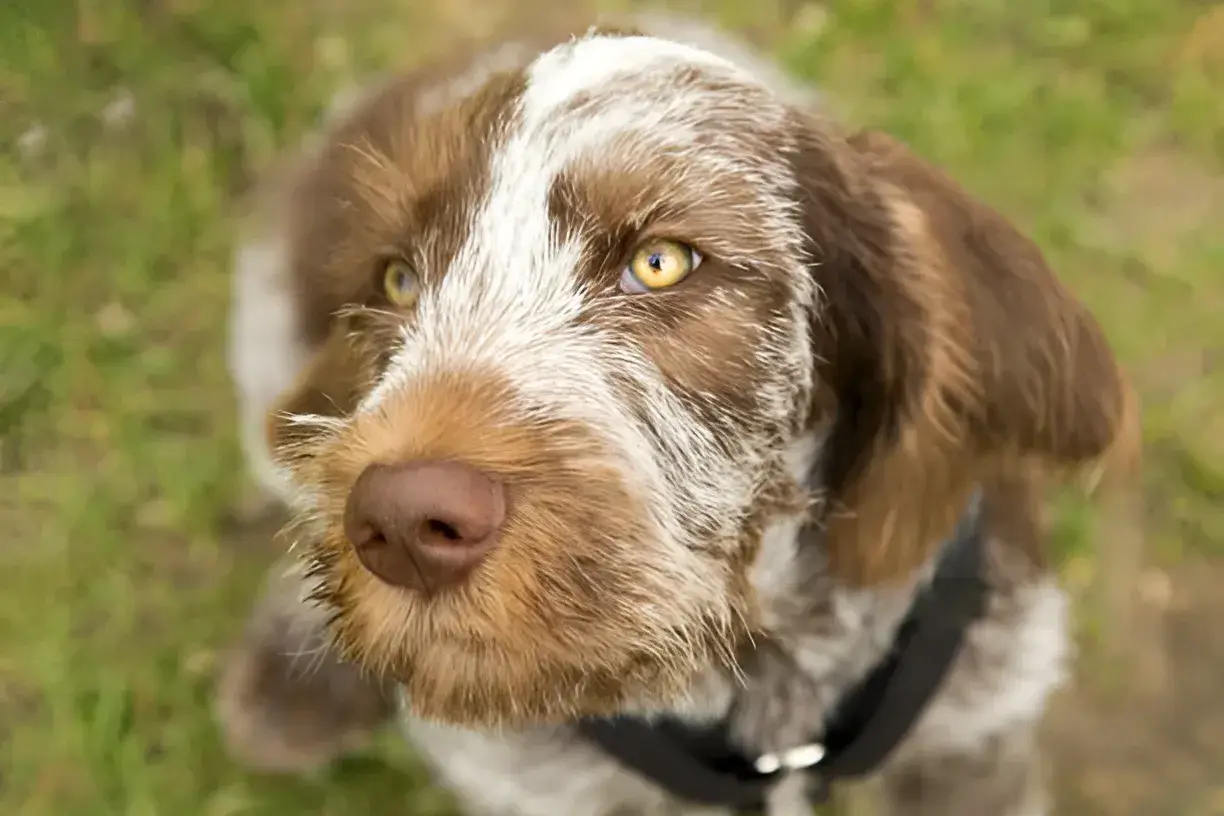 Australian Shepherd Bloodhound Mix