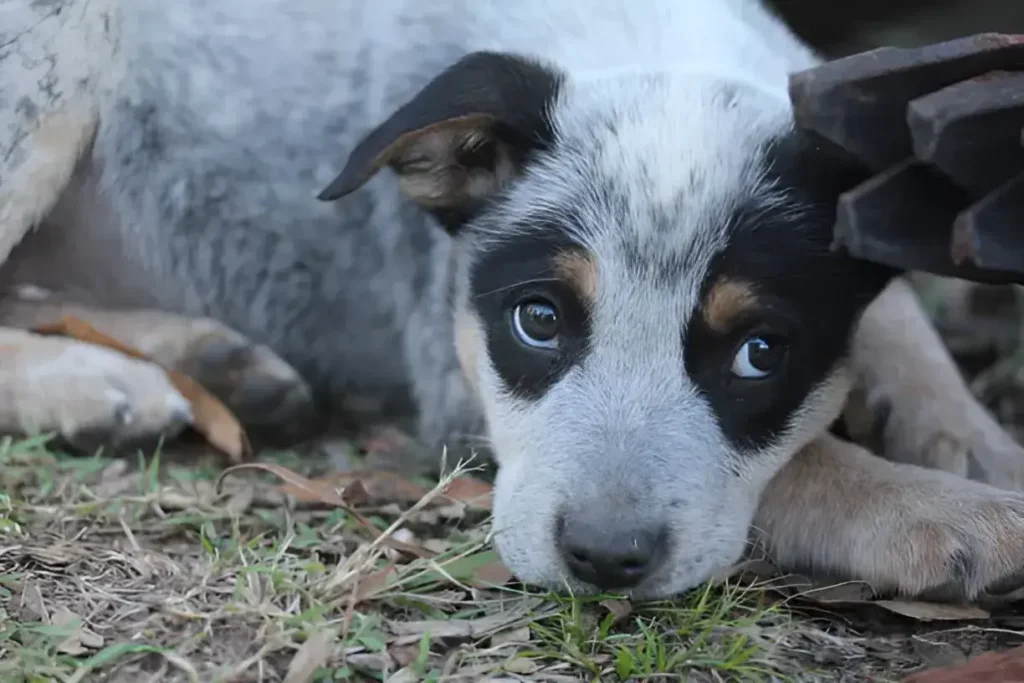 Australian Shepherd Bloodhound Mix