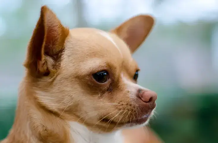 Bigger Chihuahua Breeds