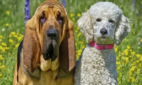 Bloodhound Poodle Mix: Is This Unique Crossbreed Right for You?