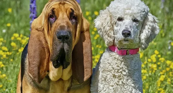 Bloodhound Poodle Mix: Is This Unique Crossbreed Right for You?