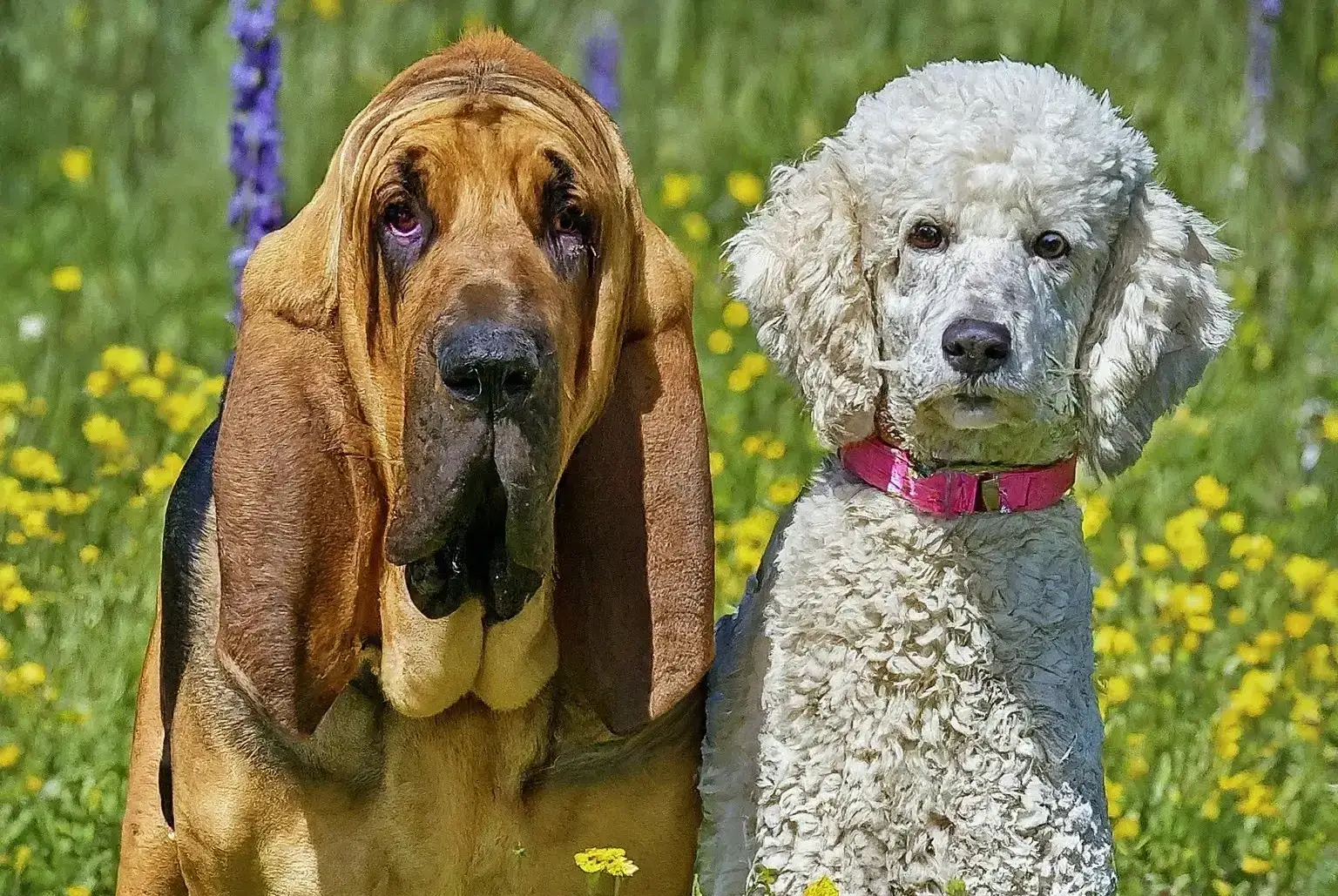 Bloodhound Poodle Mix