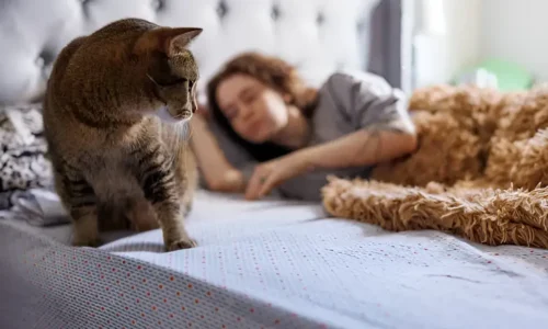 Can Cats Sense When You’re Sad? What the Science Says