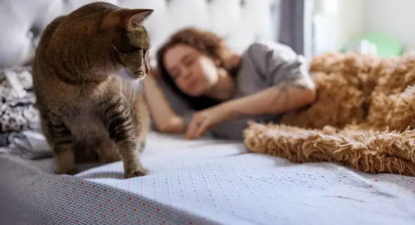 Can Cats Sense When You’re Sad? What the Science Says
