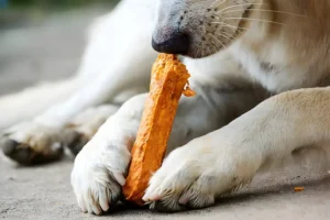 Can Dogs Eat Cheese Sticks