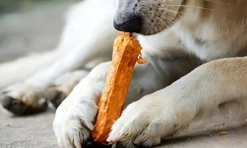 Can Dogs Eat Cheese Sticks? Healthy Benefits + Safe Snacking Guide
