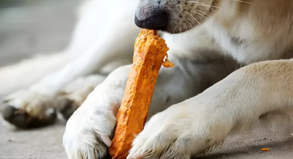 Can Dogs Eat Cheese Sticks? Healthy Benefits + Safe Snacking Guide