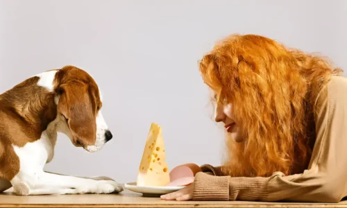 Can I Give My Dog Colby Jack Cheese? What You MUST Know