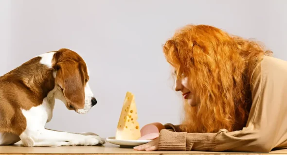 Can I Give My Dog Colby Jack Cheese? What You MUST Know