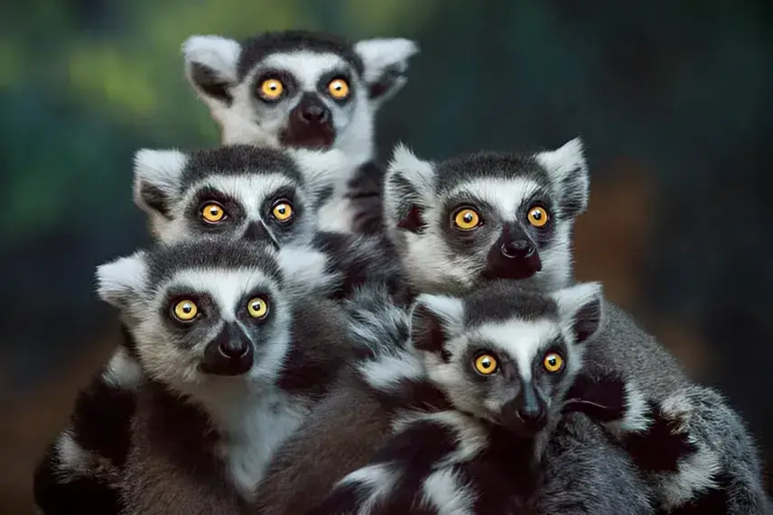 Can You Have a Lemur as a Pet