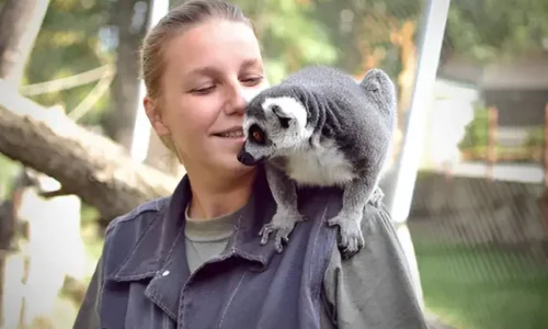 Can You Have a Lemur as a Pet? What You Need to Know