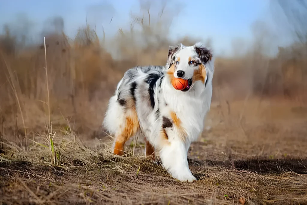 Can You Shave an Australian Shepherd