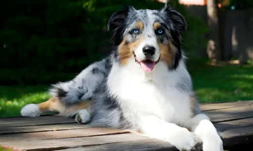 Can You Shave an Australian Shepherd? The Risks and Responsible Summer Care