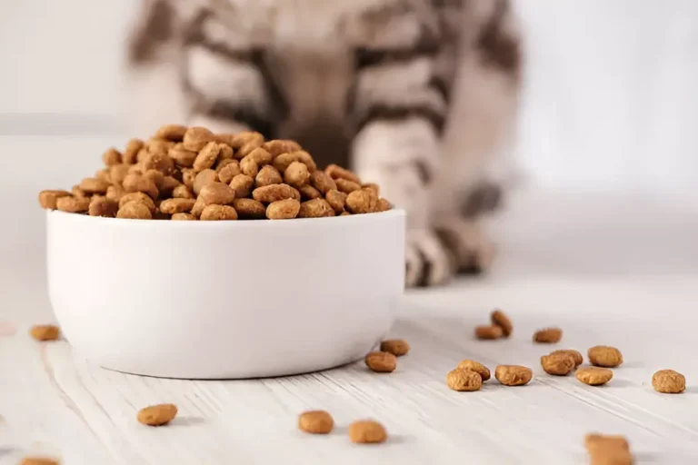 Cat Not Eating Hard Food