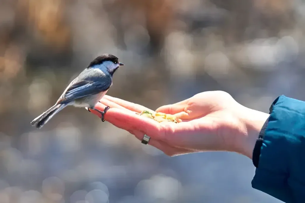 Chocolate A Sweet Treat, But Deadly Poison for Birds