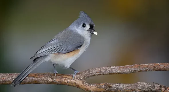 Chocolate: A Sweet Treat, But Deadly Poison for Birds