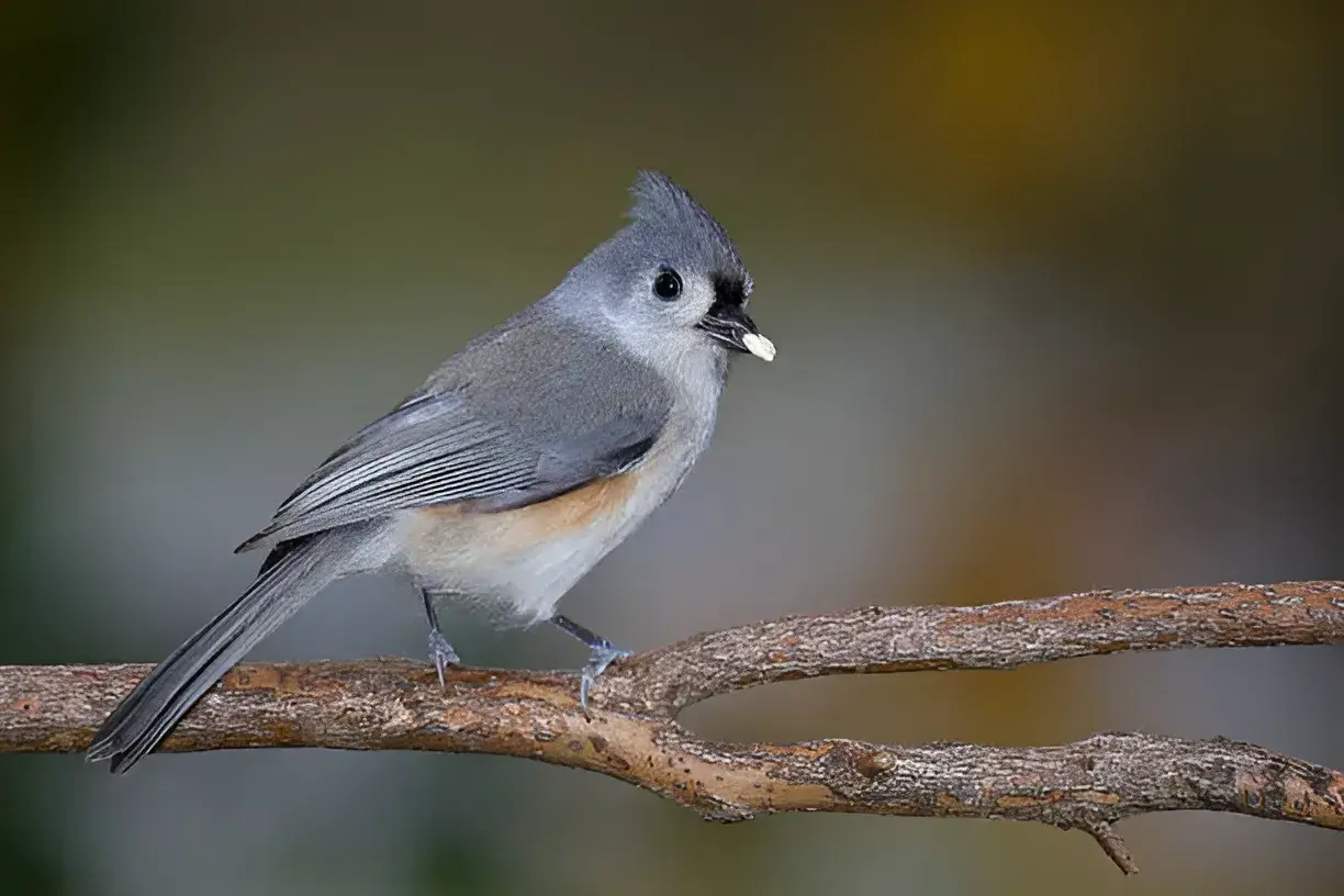 Chocolate A Sweet Treat, But Deadly Poison for Birds