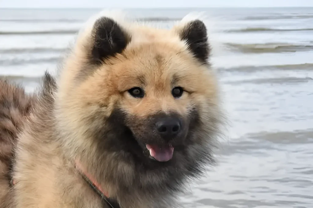 Chow Husky Dog