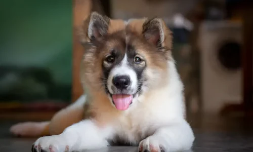 Chow Husky Dogs: Is This Unique Breed Right for You?
