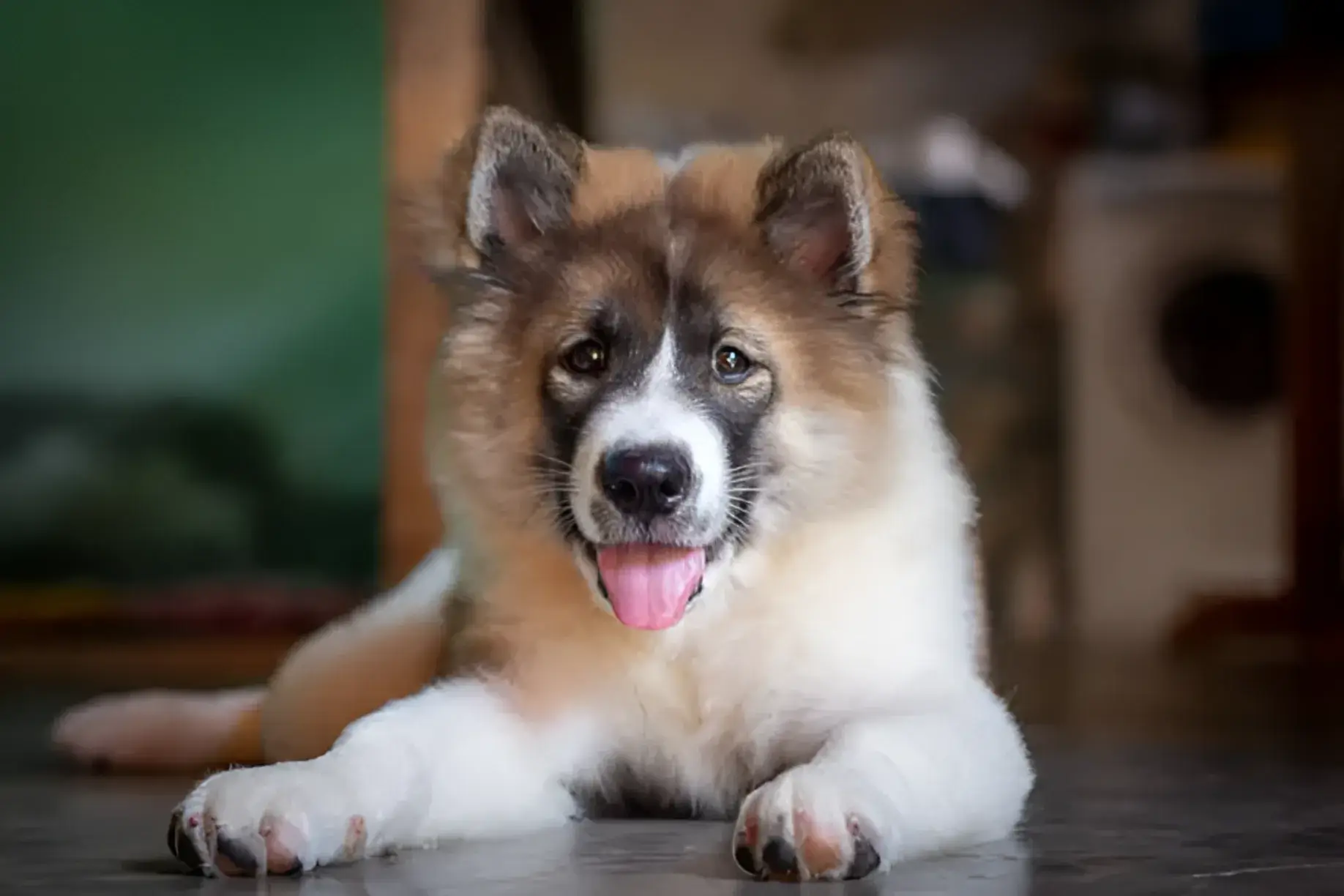 Chow Husky Dog