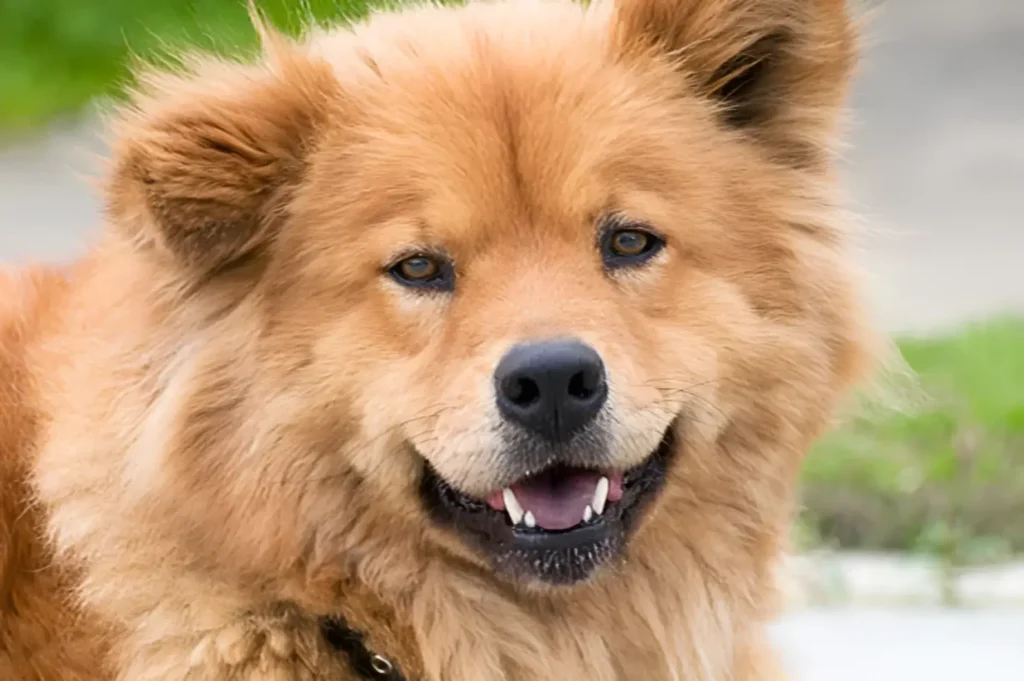 Chow Husky Dog