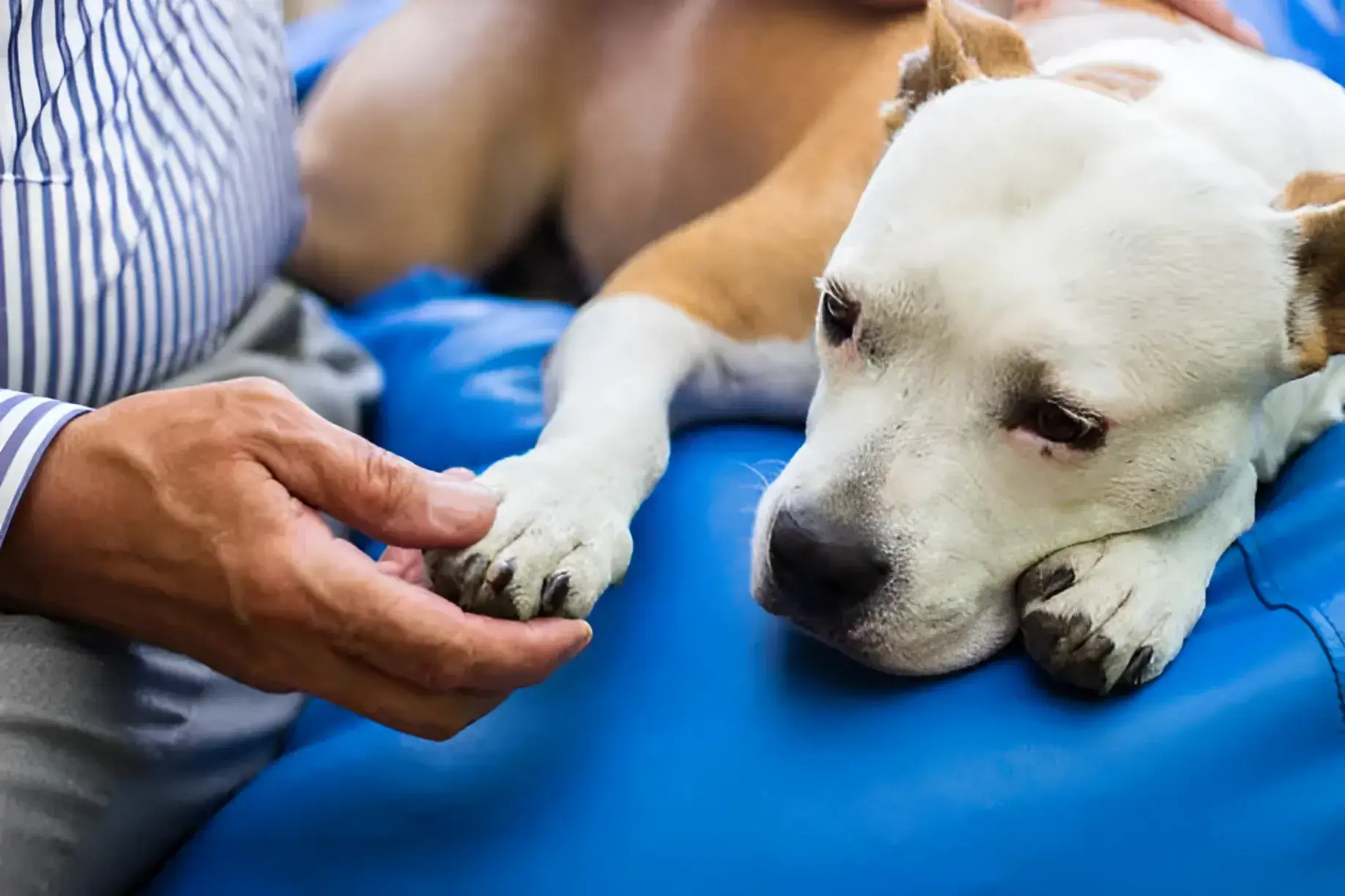 Corns on Dog Paw Pads