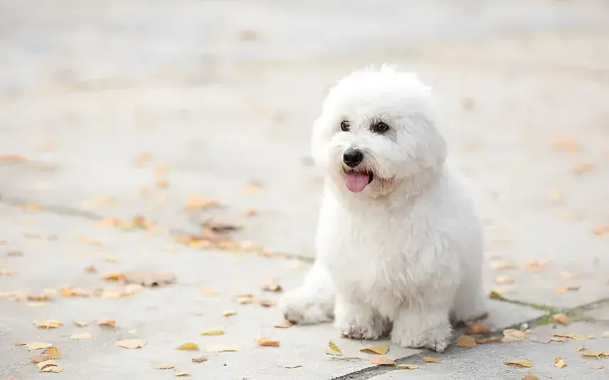 Coton Poo Dog