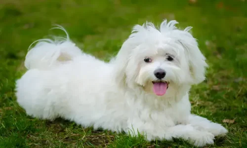 Coton Poo Dog Guide: Is This Playful, Hypoallergenic Pup Right for You?