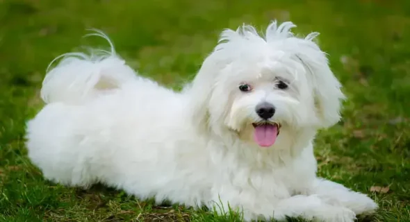 Coton Poo Dog Guide: Is This Playful, Hypoallergenic Pup Right for You?