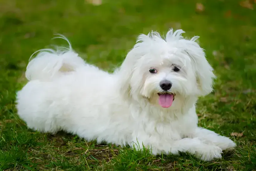 Coton Poo Dog