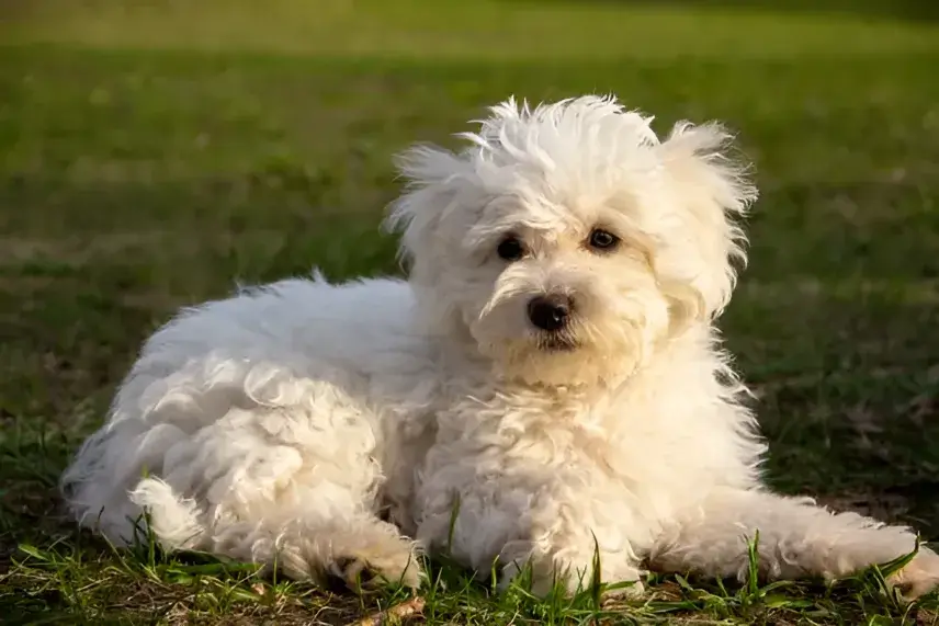 Coton Poo Dog