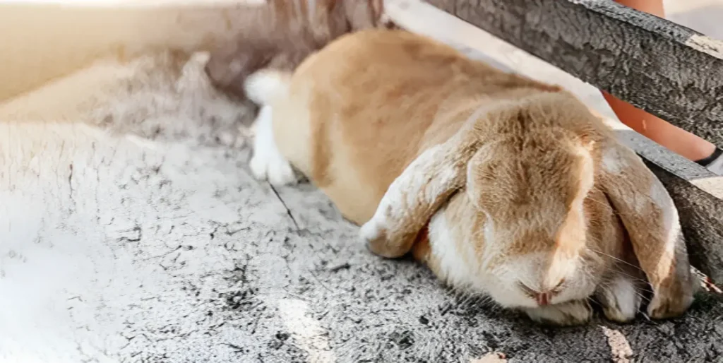 Do Bunnies Sleep at Night