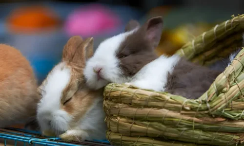 Do Bunnies Sleep at Night? The Surprising Truth About Rabbit Sleep