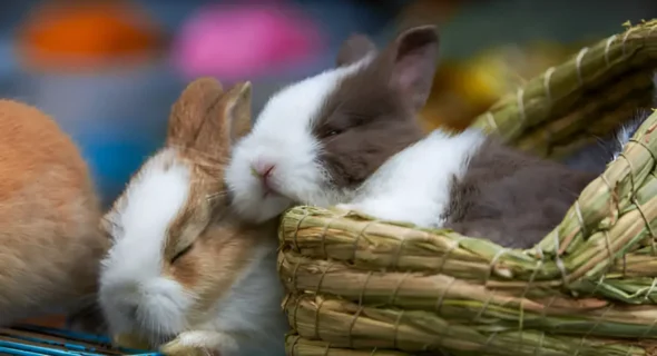 Do Bunnies Sleep at Night? The Surprising Truth About Rabbit Sleep