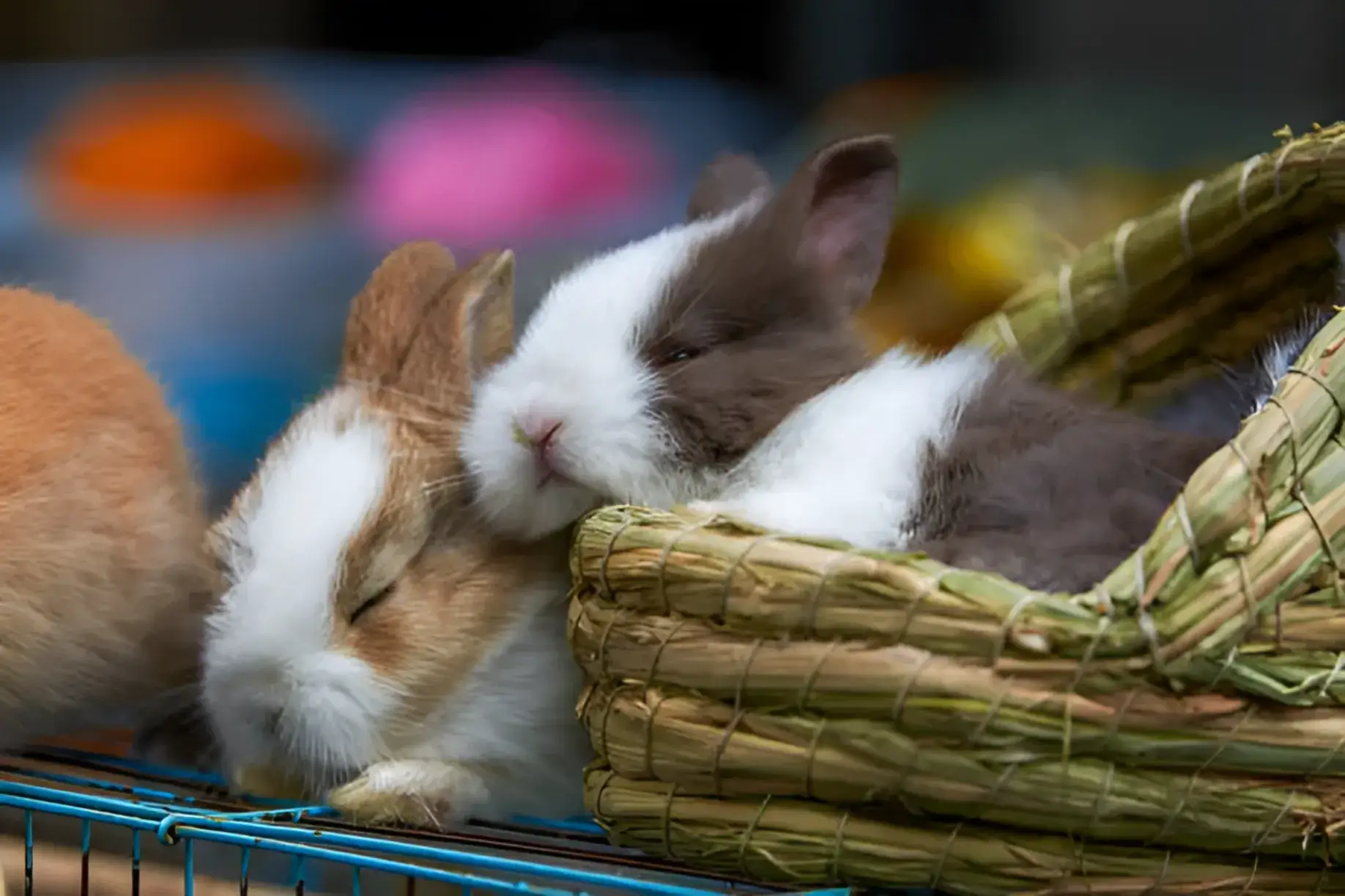 Do Bunnies Sleep at Night