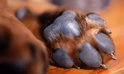 Do Dogs Have Dominant Paws? Yes, But Not the Way You Think