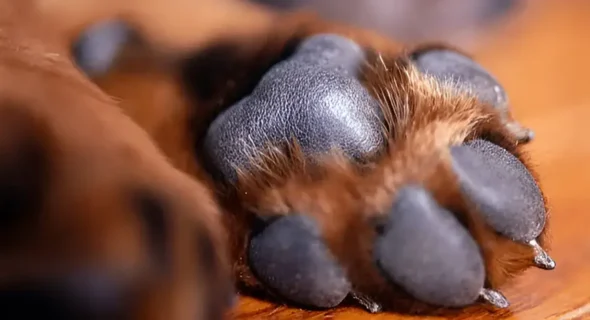 Do Dogs Have Dominant Paws? Yes, But Not the Way You Think