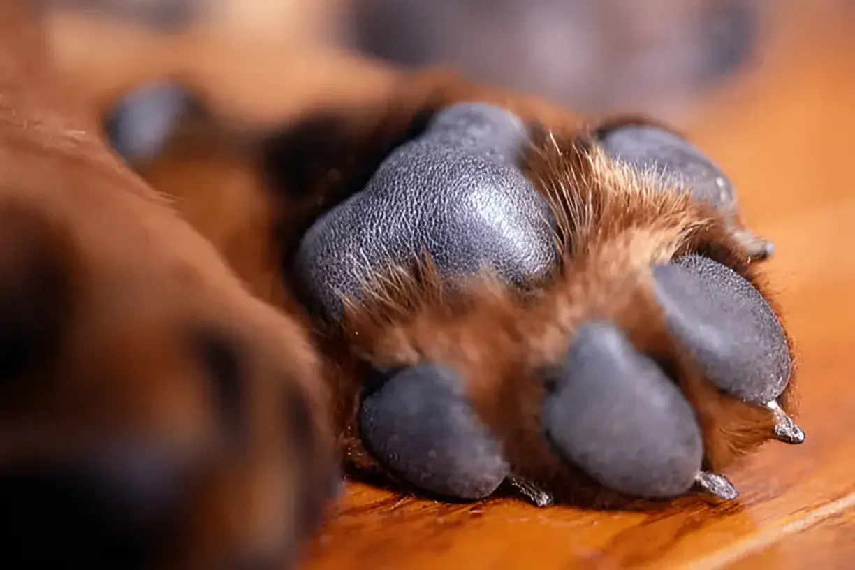 Do Dogs Have Dominant Paws