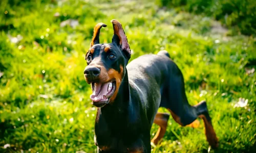 Doberman Dog Aggression: Understanding Triggers and Solutions