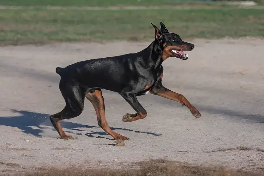 why do they cut Doberman tails