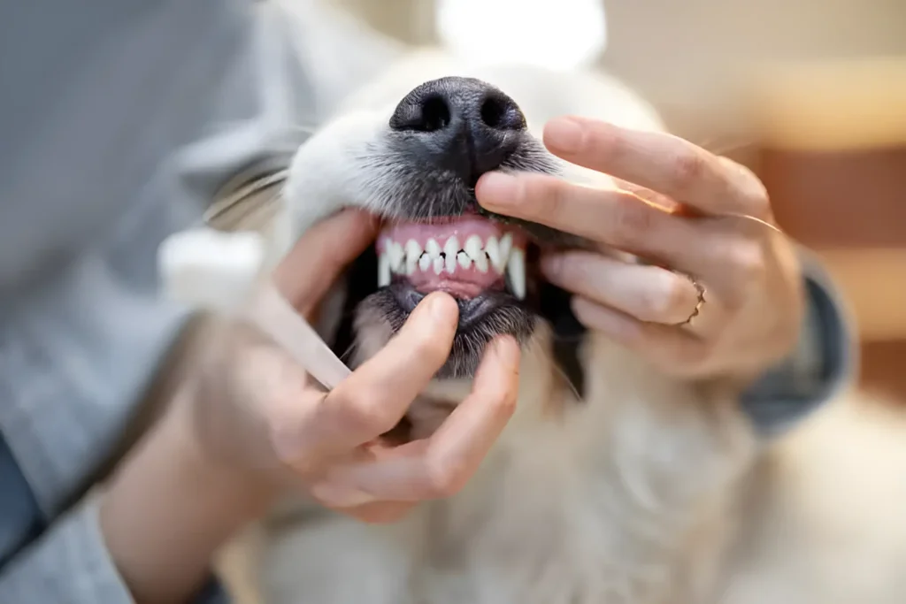 Dog Ate Begonias! How Much is Dangerous