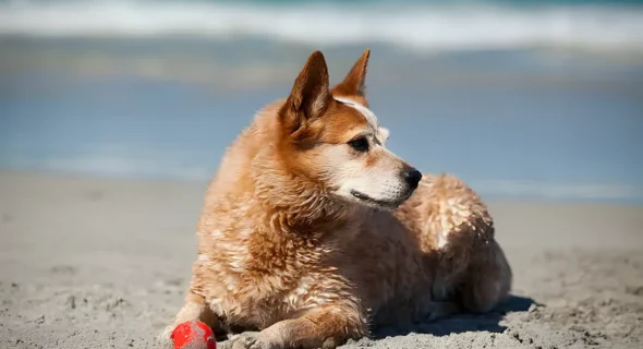 Dog Beaches in Carlsbad: Your Guide to Nearby Alternatives and Dog-Friendly Fun