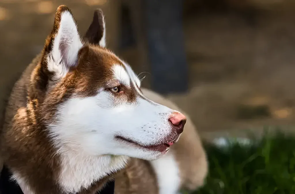 Dog Breeds with Pink Noses