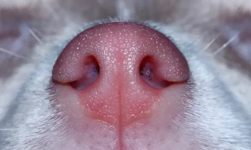 Top 9 Dog Breeds with Pink Noses: Genetics, Science Behind It & Facts