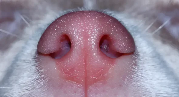 Top 9 Dog Breeds with Pink Noses: Genetics, Science Behind It & Facts