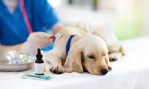 Dog Hyperglycemia: Causes, Symptoms, Diagnosis, and Management for Diabetic Dogs