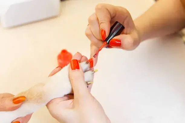 Dog Nail Painting