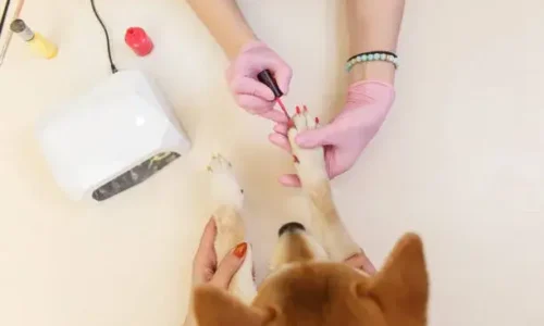 Dog Nail Painting: A Guide to Safety and Style for Pet Parents