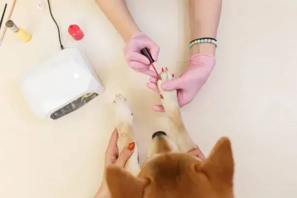 Dog Nail Painting