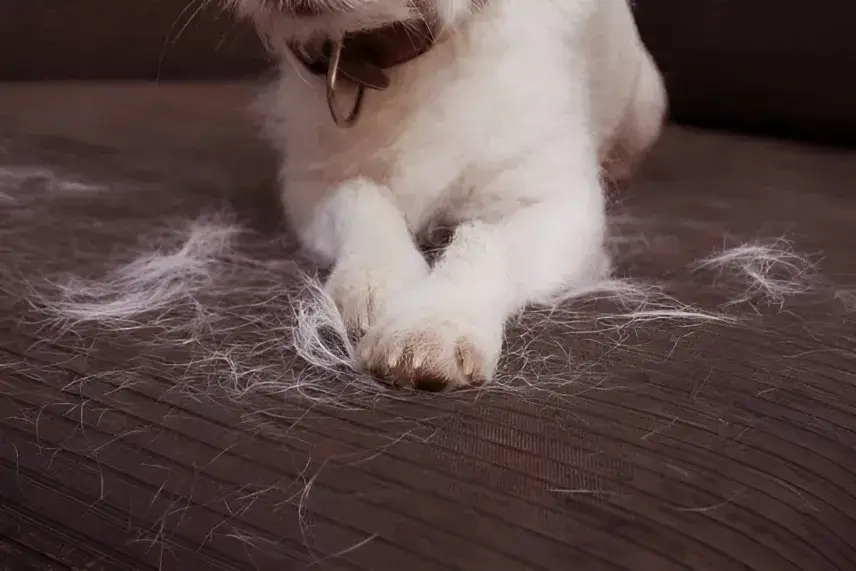 Dog Won't Stop Eating Hair